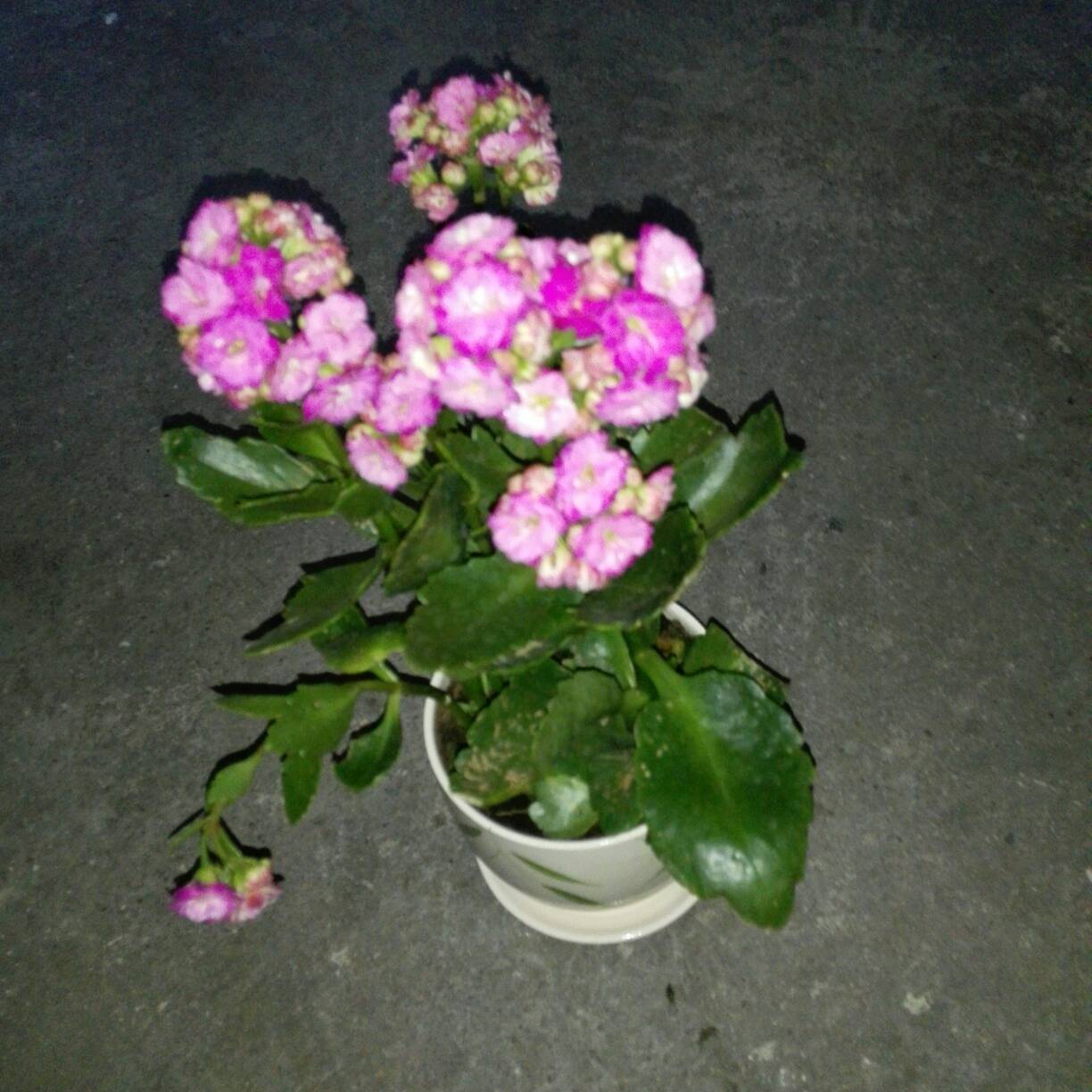 marginwidth什么意思(margin和padding什么意思)