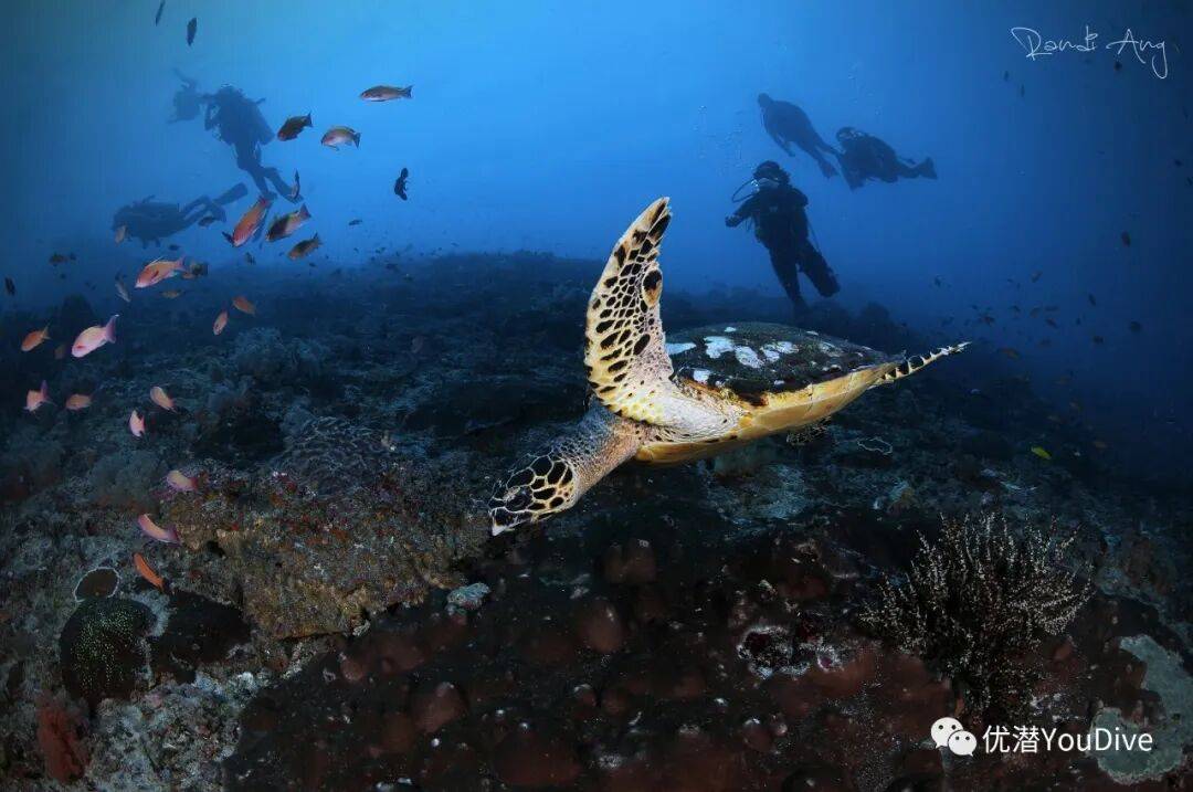 dive(dive怎么读) dive(dive怎么读)