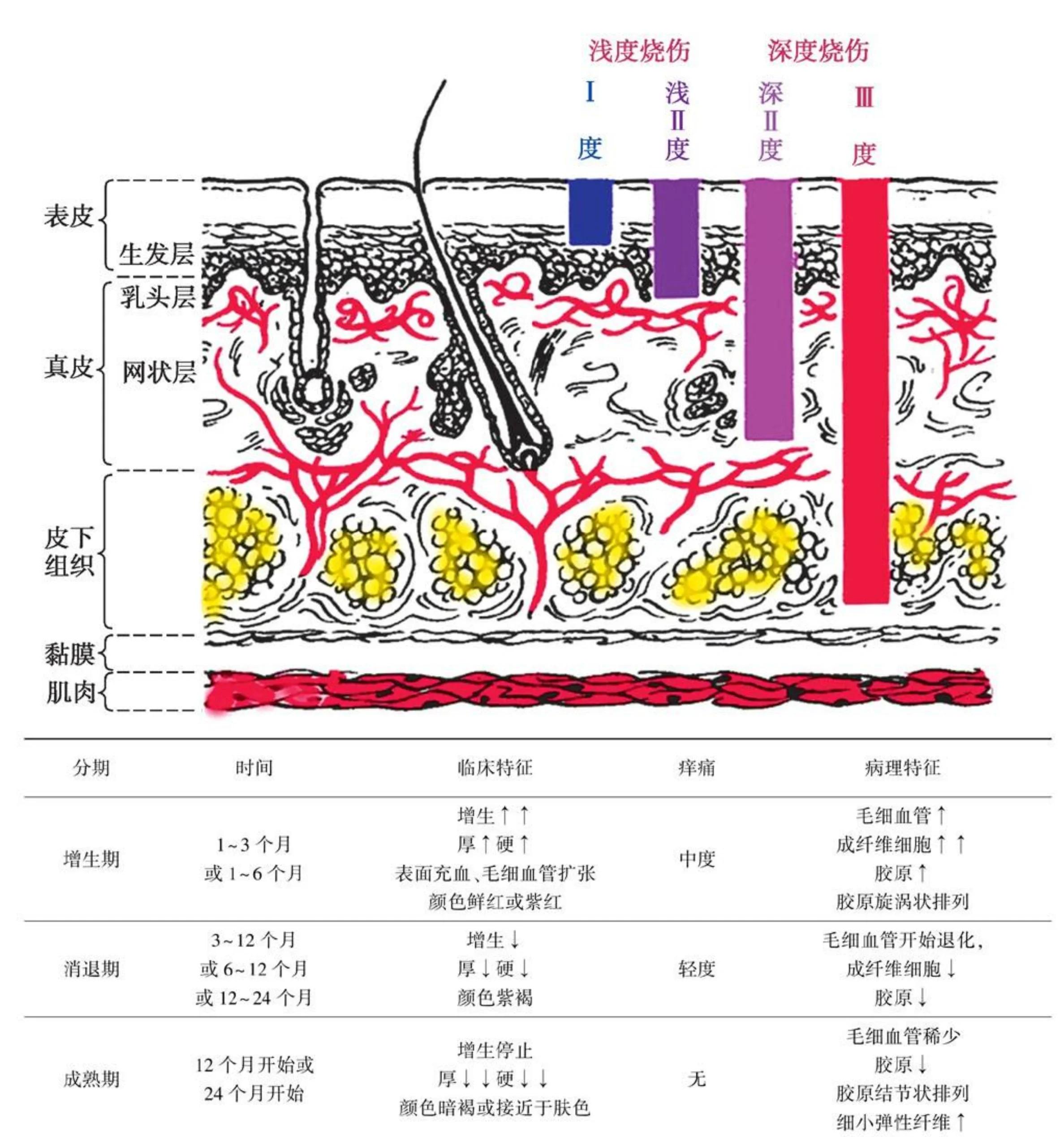 医学上css是什么意思(医学上CSS d是什么意思) 医学上css是什么意思(医学上CSS d是什么意思)