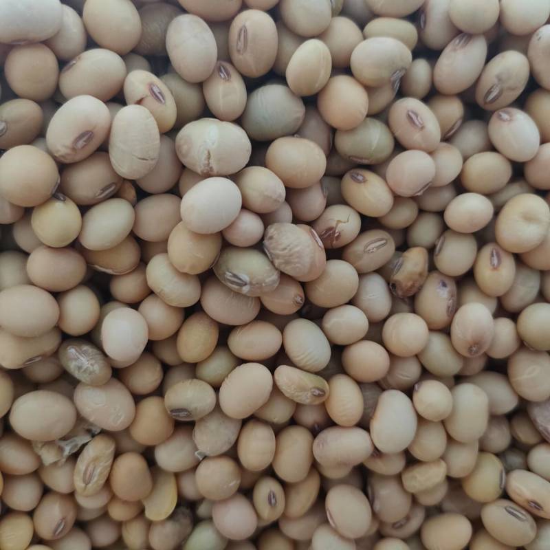 日本大豆行情java(日本大豆行情2024年) 日本大豆行情java(日本大豆行情2024年)