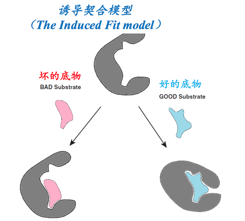 javascriptsubstr(javascript随机生成某个范围内的数字)