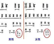 关于japonensisjava性12的信息 关于japonensisjava性12的信息